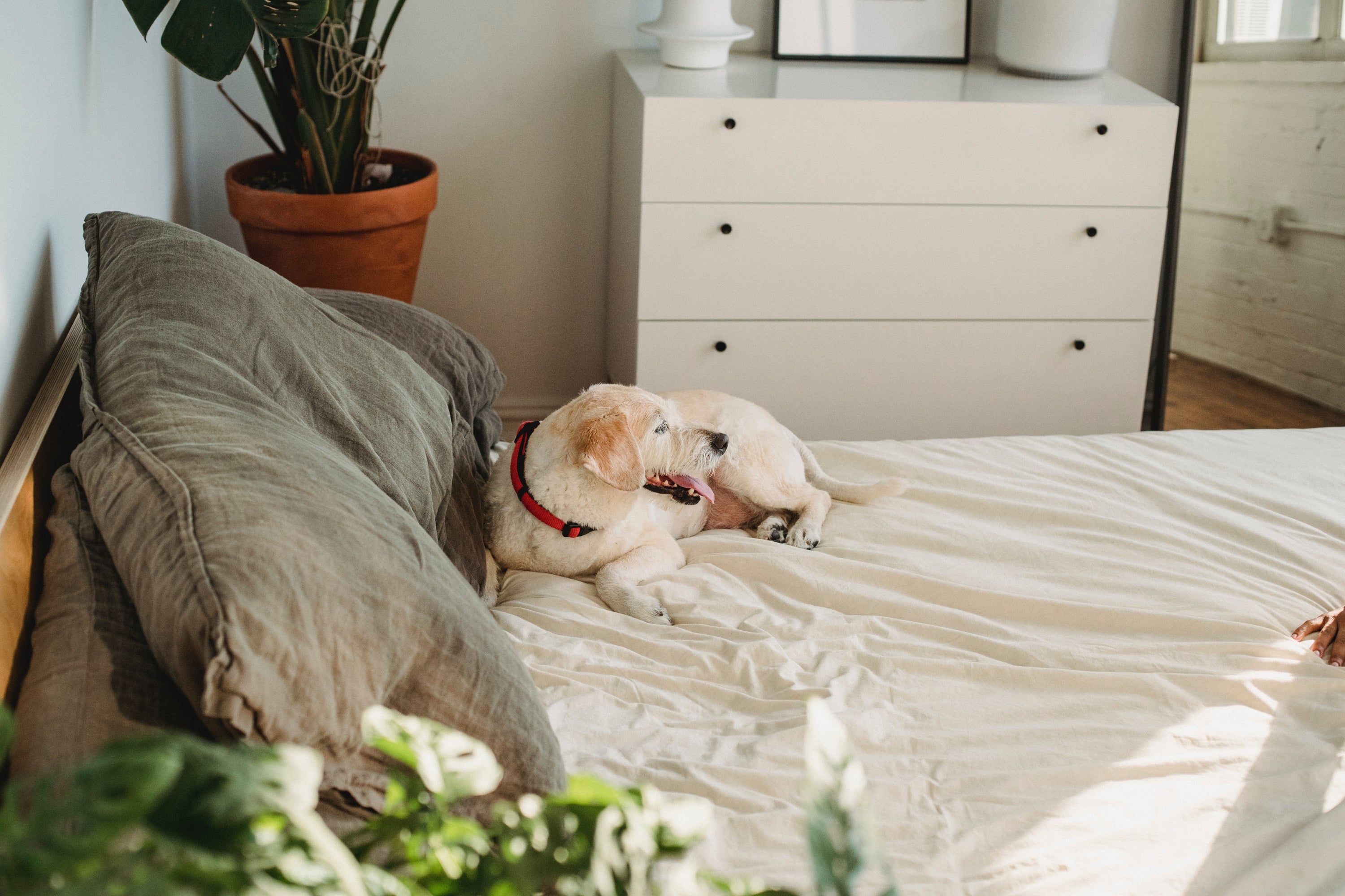 Mellanni Flannel Cotton Sheet Set