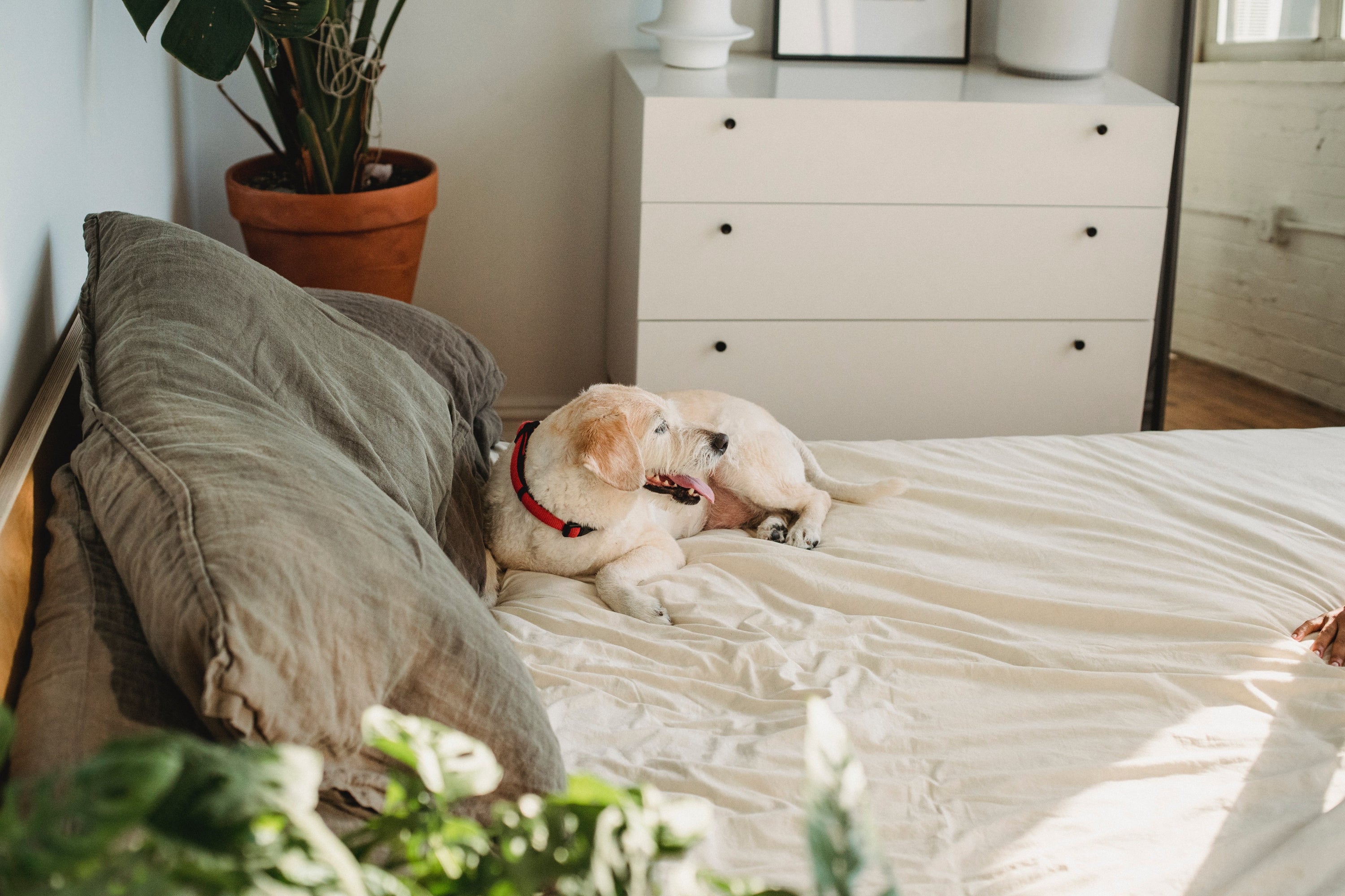What kind of bed sheets are best for pet hair? – Mellanni